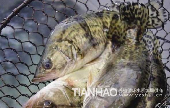 鱖魚工廠化養(yǎng)殖循環(huán)水系統(tǒng)設計方案